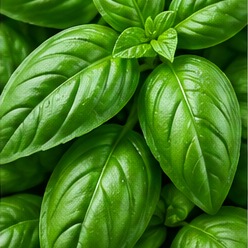 Albahaca